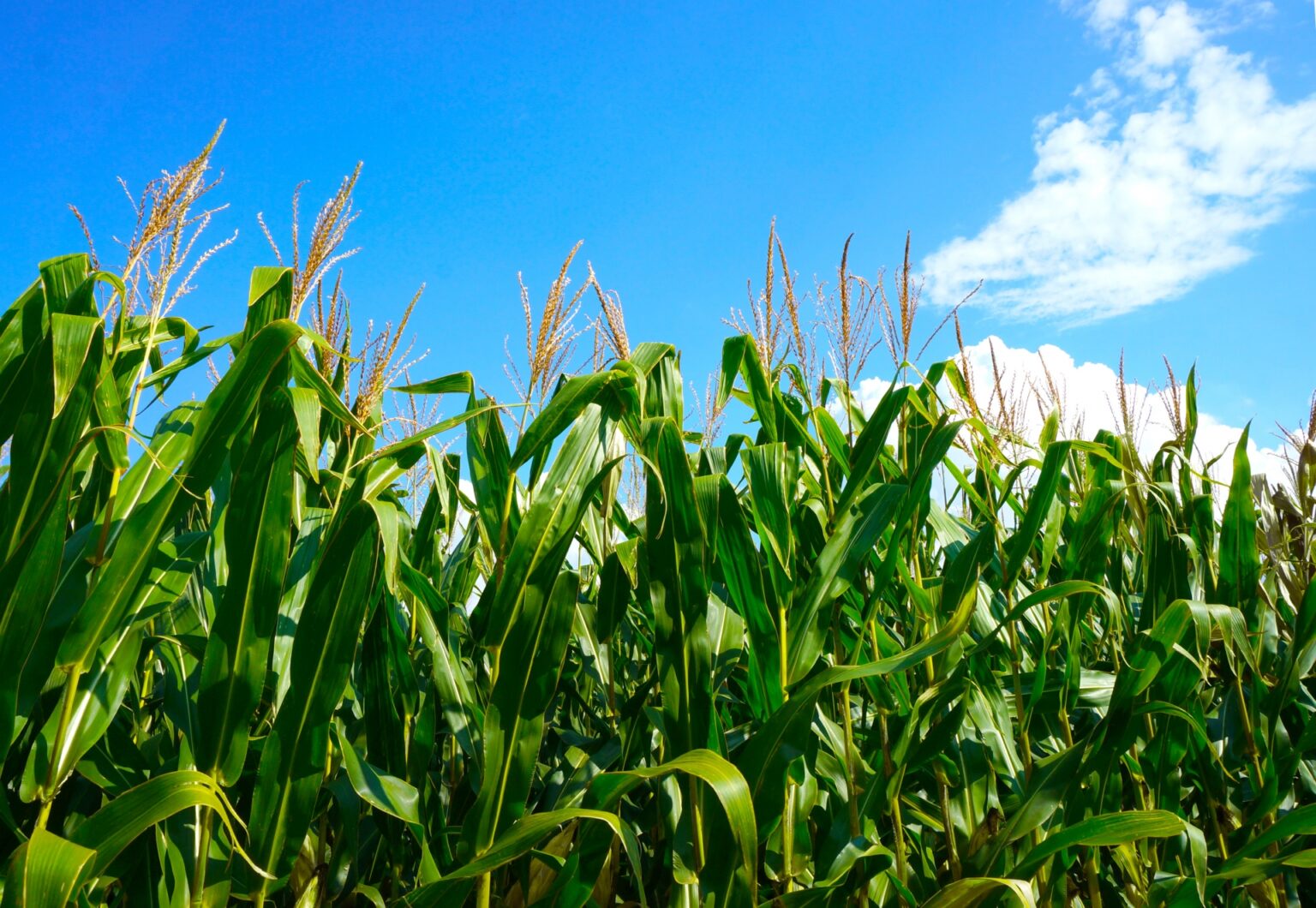 注目の代替エネルギー「バイオ燃料」の種類、製造方法を解説 産業エネルギーby株式会社新出光